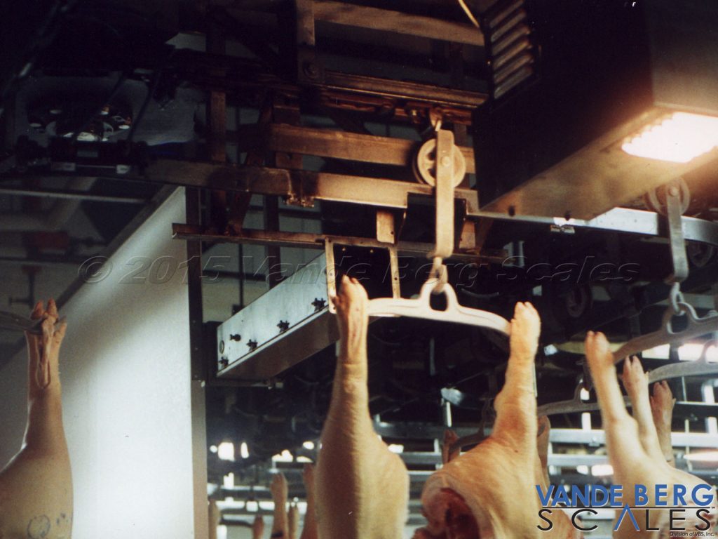 Pork carcass passing by a Trolley Vision® reader.