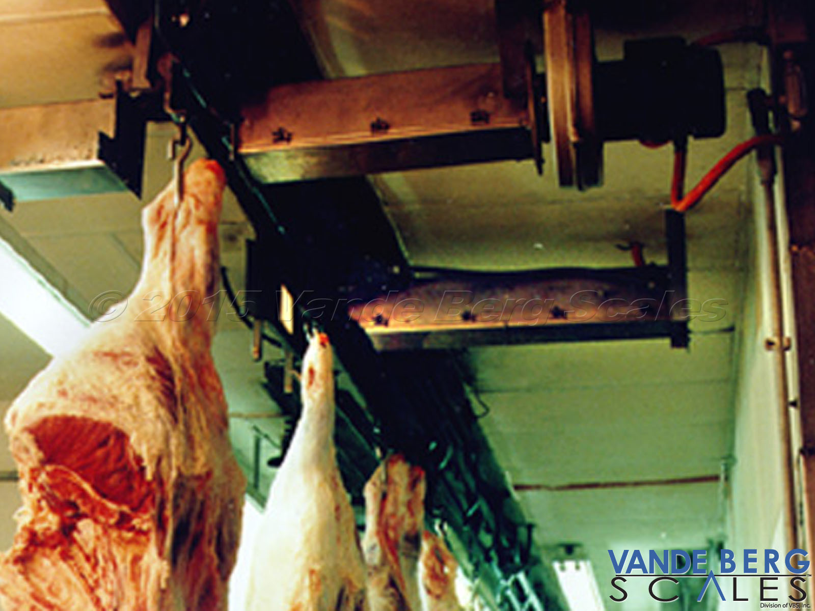 Multiple beef carcasses passing by a Trolley Vision® reader.