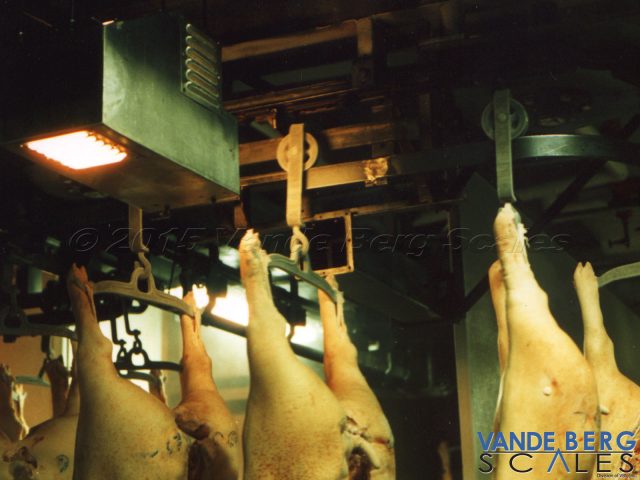 Pork carcasses passing in front of a Trolley Vision® reader.